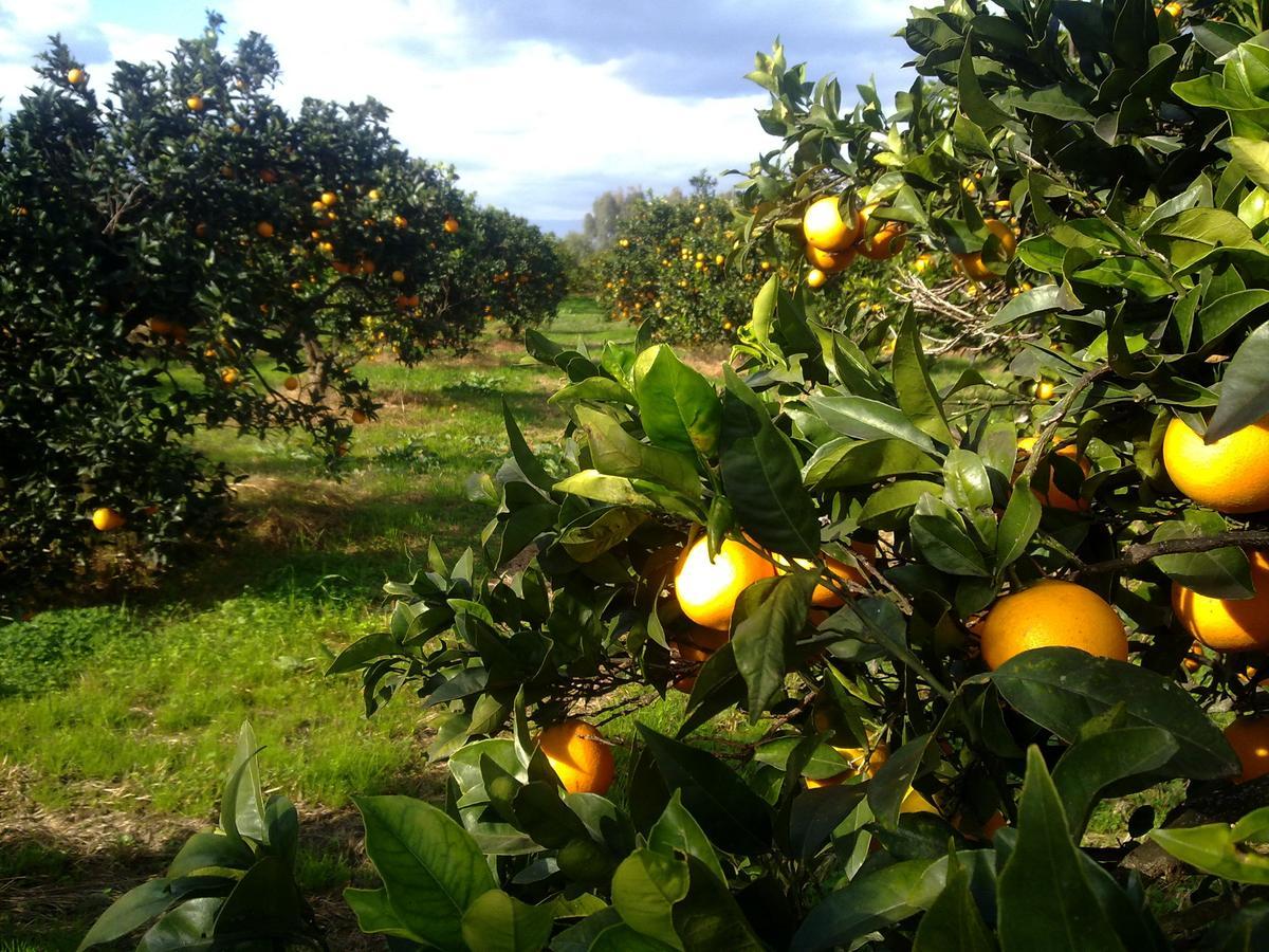 Su Canonigu Agriresort Tortolì Екстериор снимка